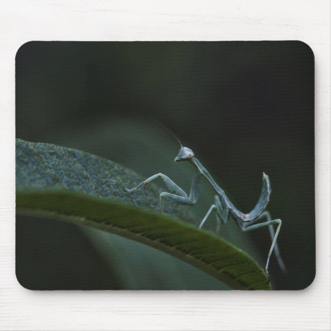 Baby Praying Mantis Mouse Pad (Front)
