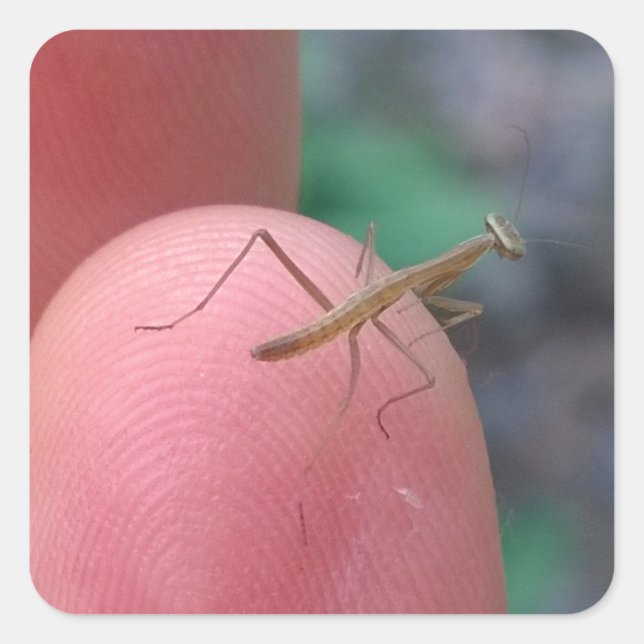 Baby Praying Mantis on Finger Square Sticker (Front)