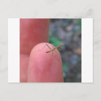 Baby Praying Mantis Post Card