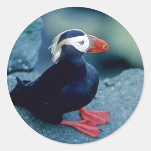 Baby Puffin Classic Round Sticker
