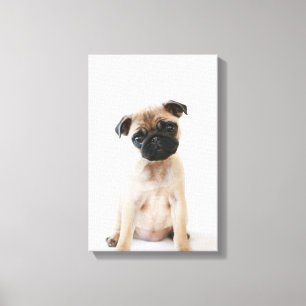 Baby Pug Portrait Canvas Print