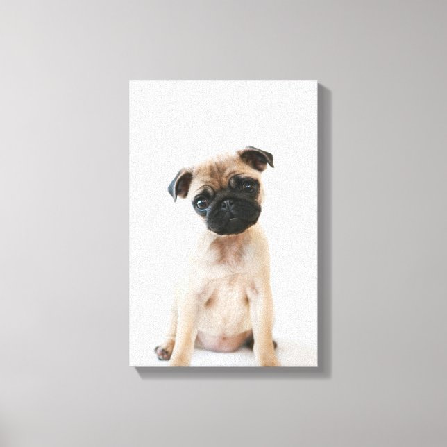 Baby Pug Portrait Canvas Print (Front)
