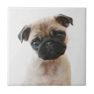 Baby Pug Portrait Tile