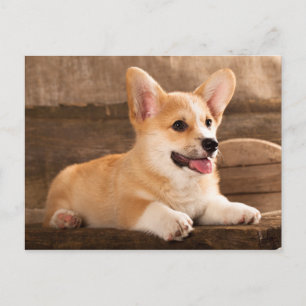 Baby Puppy Corgi Postcard