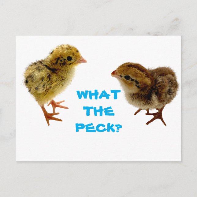 Baby Quail Chick Postcard (Front)