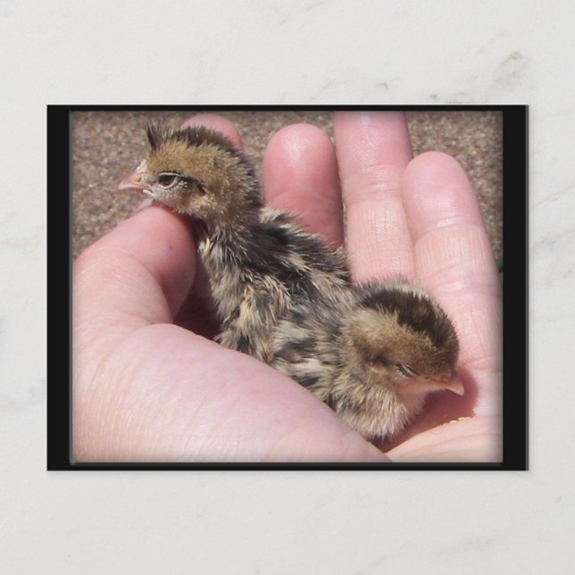Baby Quail Postcard (Front)