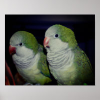 Baby Quaker Parrot Pair 2