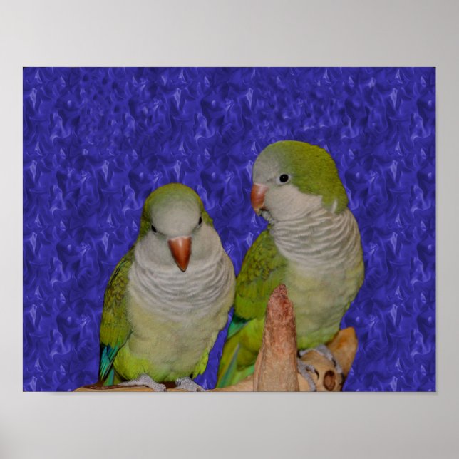 Baby Quaker Parrot Pair Animal Poster (Front)