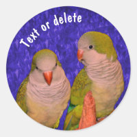 Baby Quaker Parrots Animal Personalised