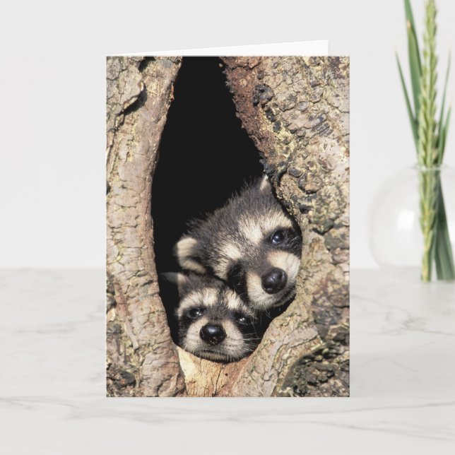 Baby raccoons in tree cavity Procyon Card (Front)