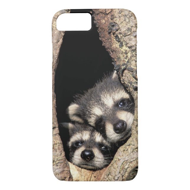 Baby raccoons in tree cavity Procyon Case-Mate iPhone Case (Back)