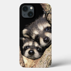 Baby raccoons in tree cavity Procyon iPhone 13 Case