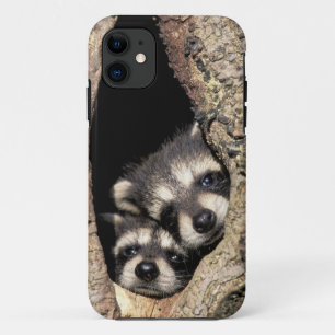 Baby raccoons in tree cavity Procyon iPhone 11 Case