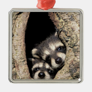 Baby raccoons in tree cavity Procyon Metal Tree Decoration