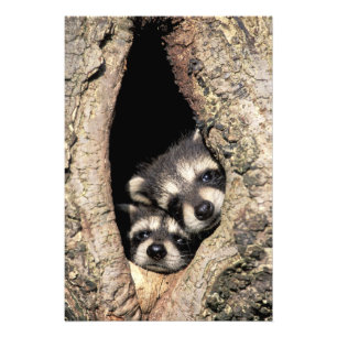 Baby raccoons in tree cavity Procyon Photo Print
