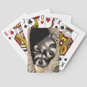 Baby raccoons in tree cavity Procyon Playing Cards