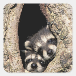 Baby raccoons in tree cavity Procyon Square Sticker