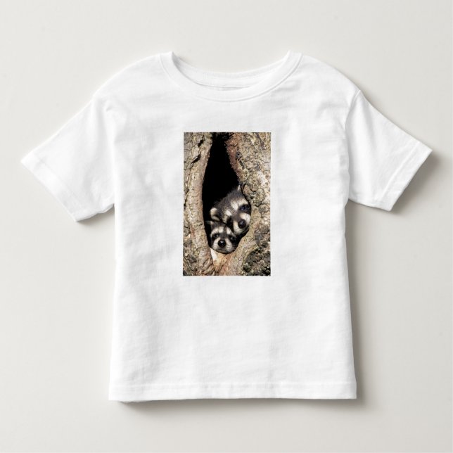 Baby raccoons in tree cavity Procyon Toddler T-Shirt (Front)