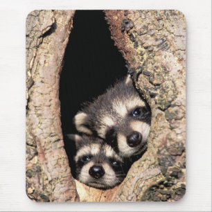 Baby Raccoons Peeking out of Tree Mouse Pad