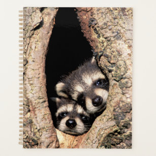 Baby Raccoons Peeking out of Tree Planner