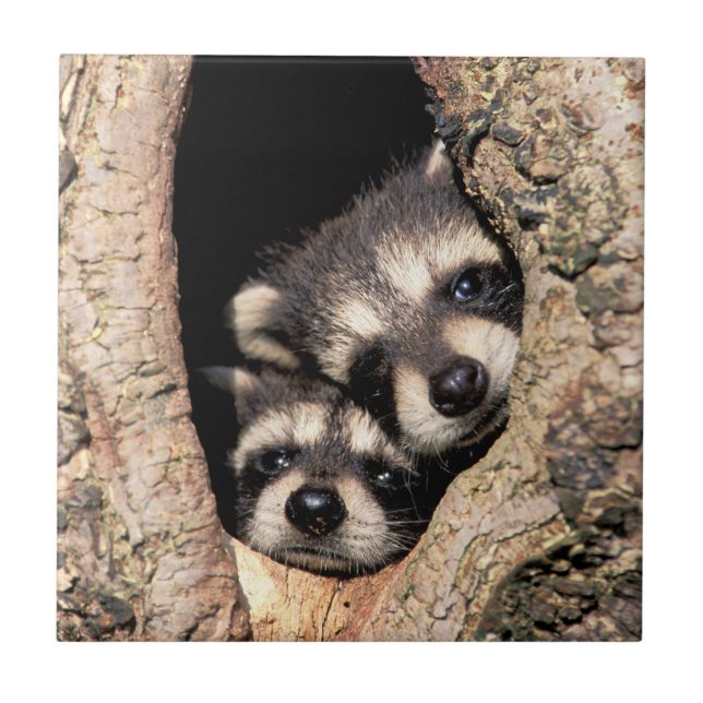 Baby Raccoons Peeking out of Tree Tile (Front)