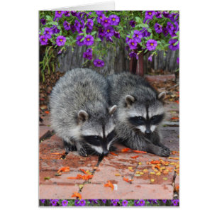 Baby Raccoons With Purple Flowers