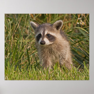 Baby Racoon 2 Poster