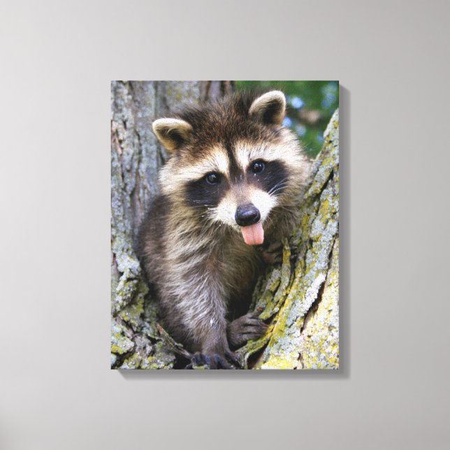 Baby Racoon Canvas Print (Front)