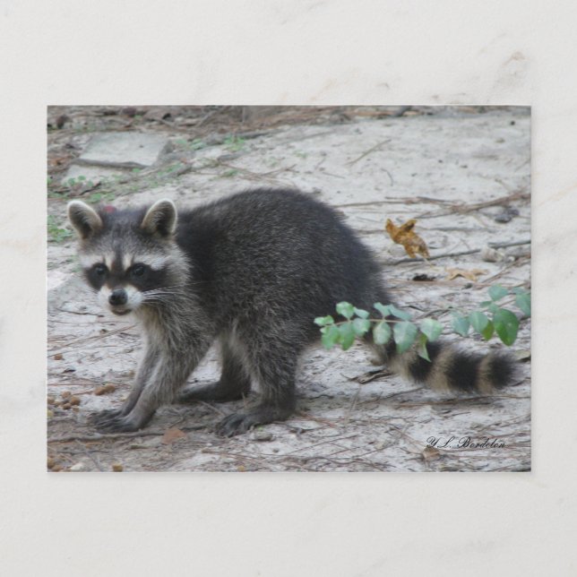 Baby Racoon Postcard (Front)