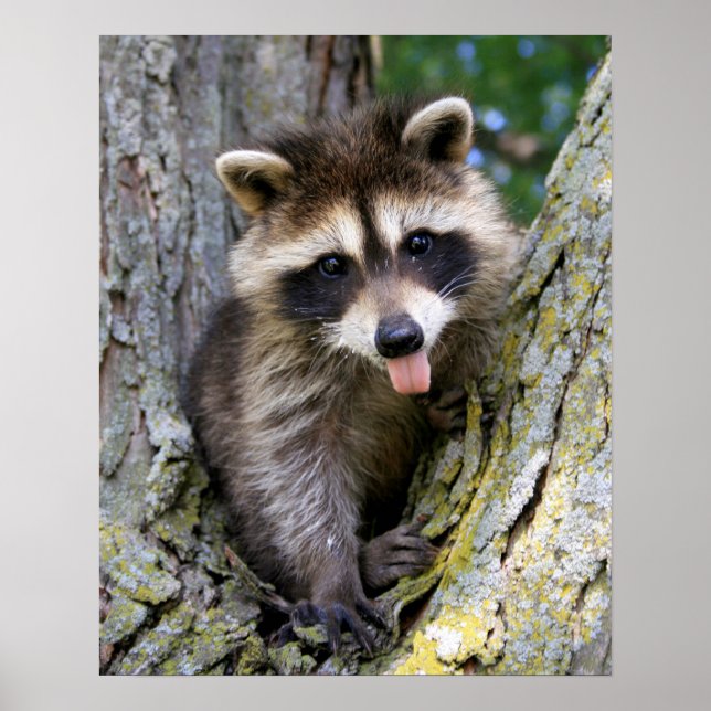 Baby Racoon Poster (Front)