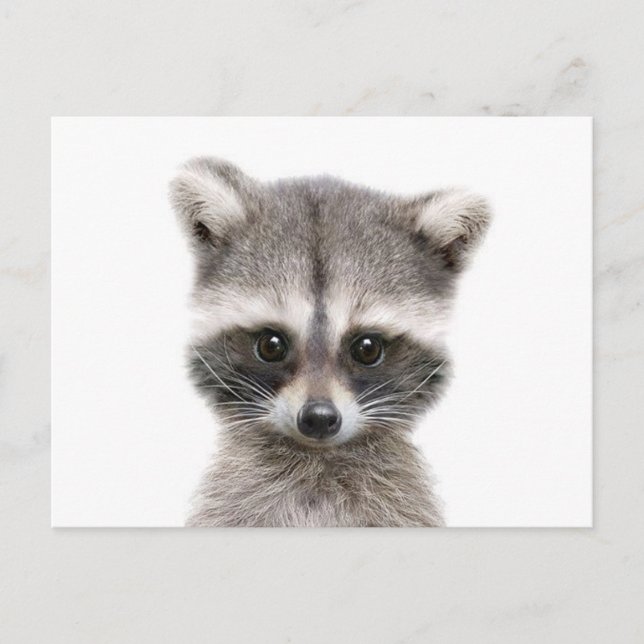 baby racoon sayin hello. postcard (Front)