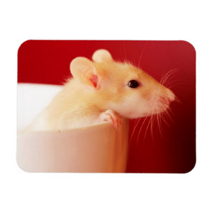 Baby Rat Magnet