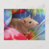 Baby Rat