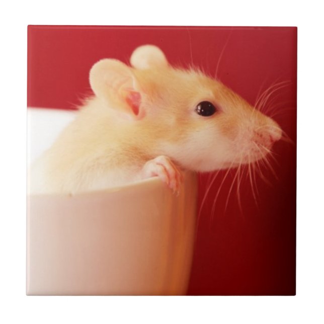 Baby Rat Tile (Front)