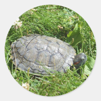 Baby Red Eared Slider Turtle Classic Round Sticker
