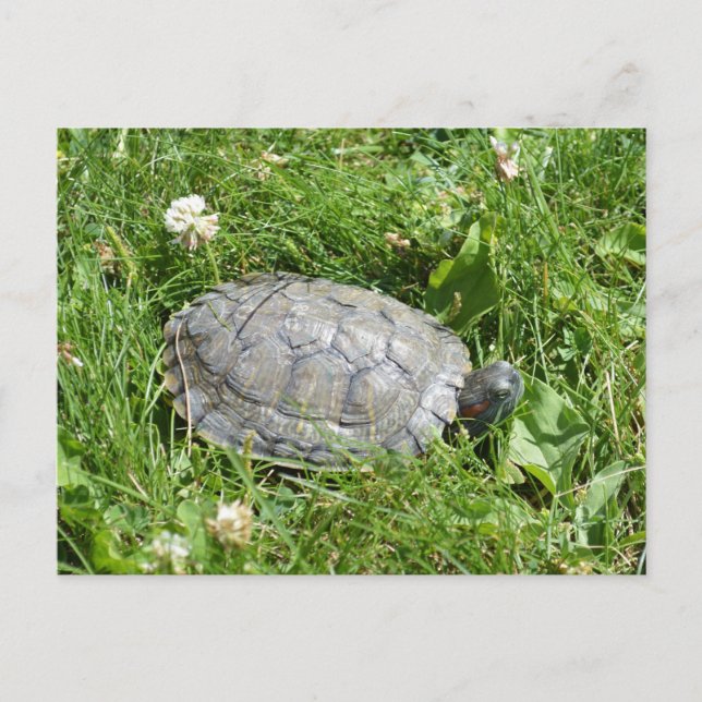 Baby Red Eared Slider Turtle Postcard (Front)
