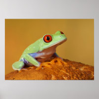 Baby red eyed tree frog