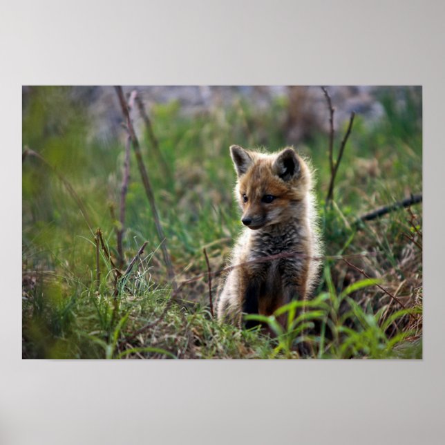 Baby Red Fox Poster (Front)