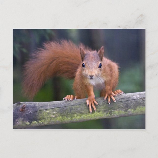 Baby Red Postcard (Front)