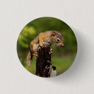 Baby Red Squirrel 3 Cm Round Badge