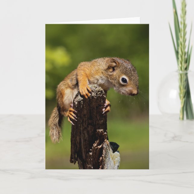Baby Red Squirrel Card (Front)