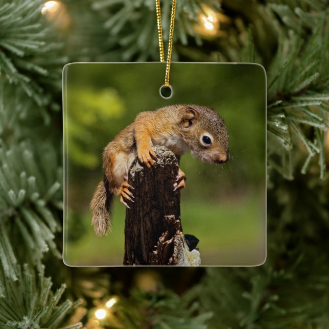 Baby Red Squirrel Ceramic Ornament (Tree)