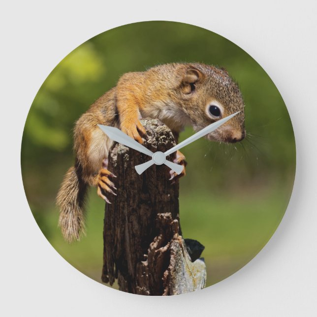 Baby Red Squirrel Large Clock (Front)