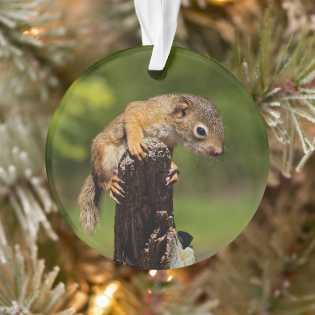 Baby Red Squirrel Ornament (Tree)