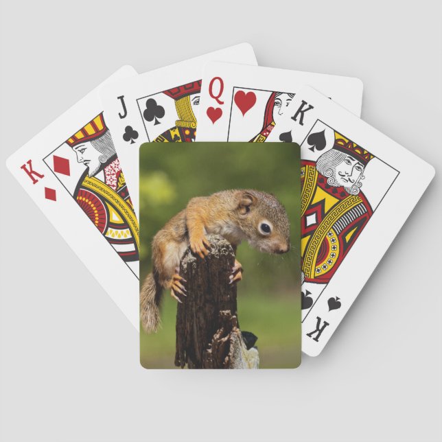 Baby Red Squirrel Playing Cards (Back)