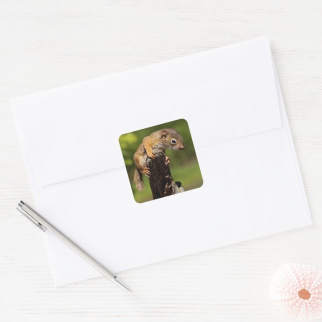 Baby Red Squirrel Square Sticker (Envelope)