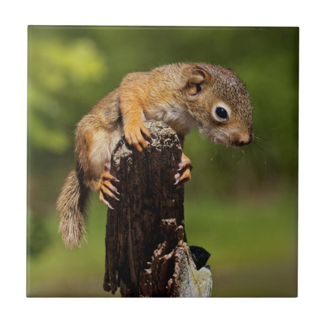 Baby Red Squirrel Tile (Front)