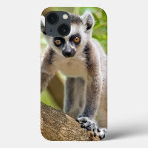 Baby ring-tailed lemur iPhone 13 case