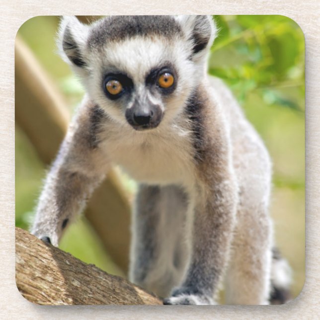 Baby ring-tailed lemur coaster (Front)