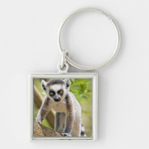 Baby ring-tailed lemur key ring